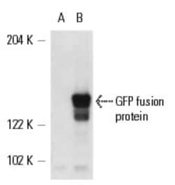 Santa Cruz Biotechnology GFP Antibody (B-2) HRP, 200 ug/mL, Quantity: Each